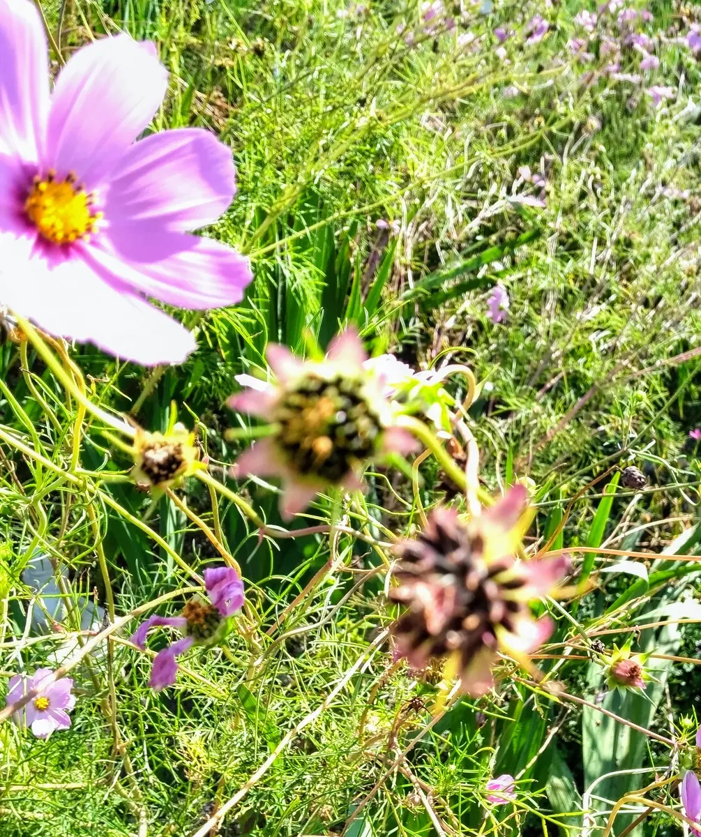 コスモスの種を取りました｜園芸日記byセイヨウミヤコ｜みんなの趣味の園芸｜1248869