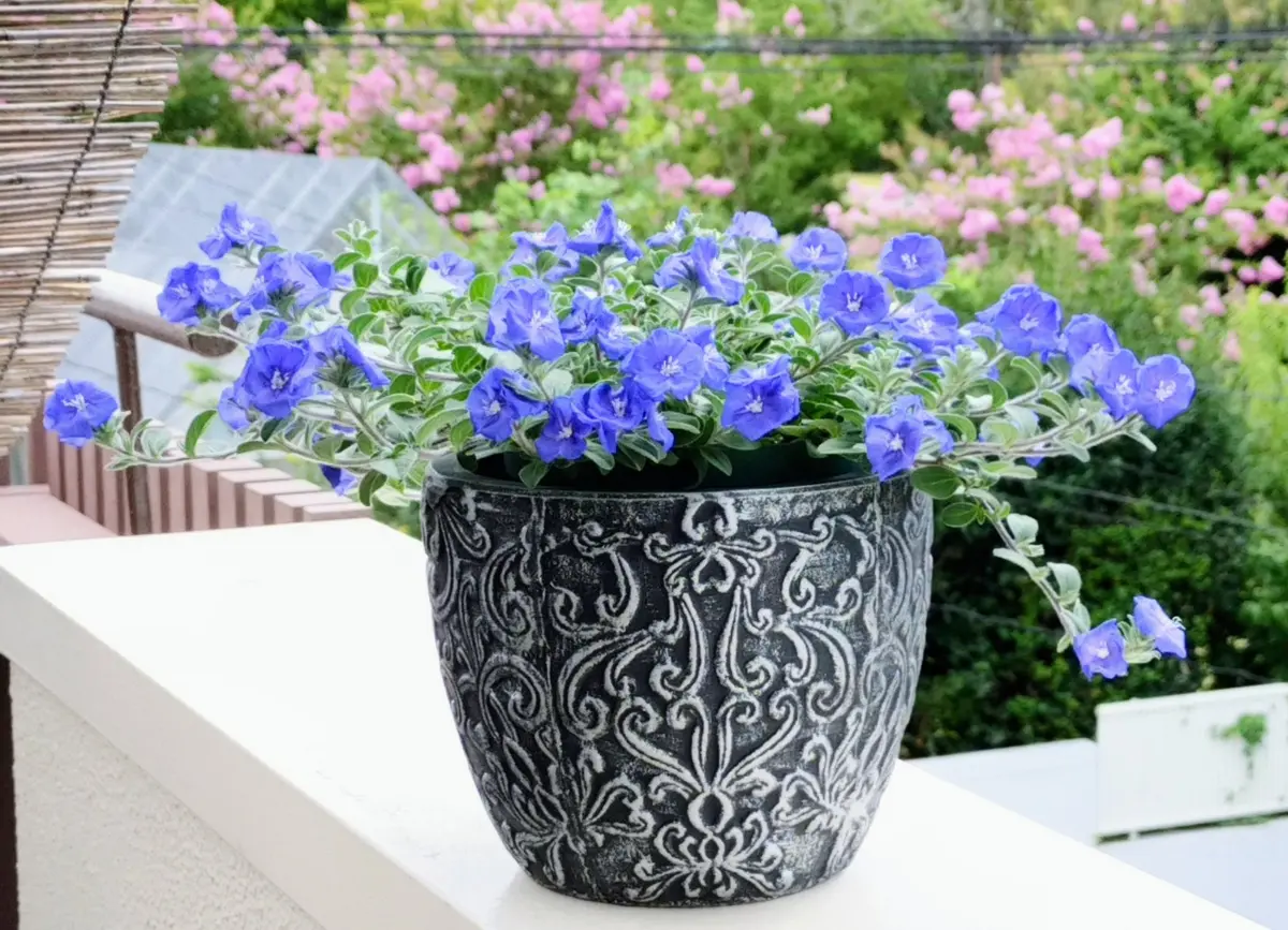 上向きになってきたアメリカンブルー🟦｜園芸日記bytix｜みんなの趣味