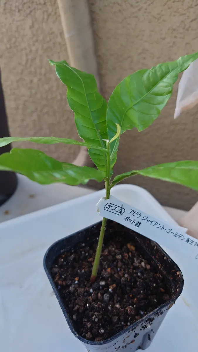 アビウ 苗 - 植物と雑貨のセレクトショップ・石垣島・シャンティ