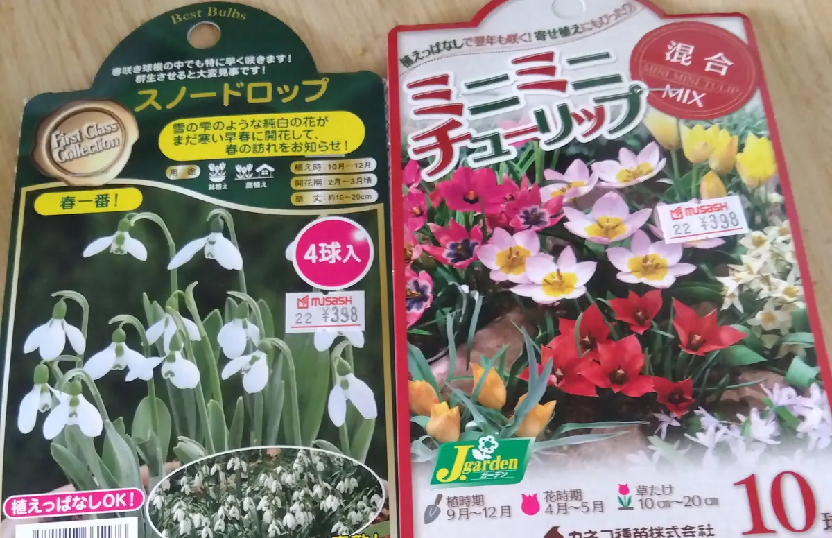 ホームセンターにも秋｜園芸日記byしましま実花｜みんなの趣味の園芸