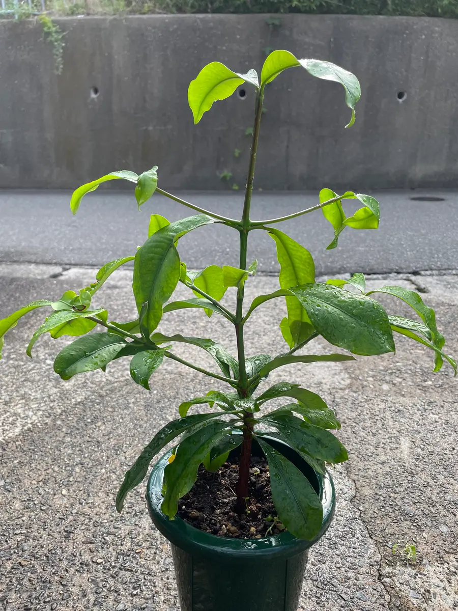 やっと正常成長に戻りました｜園芸日記byアウルの森｜みんなの趣味の