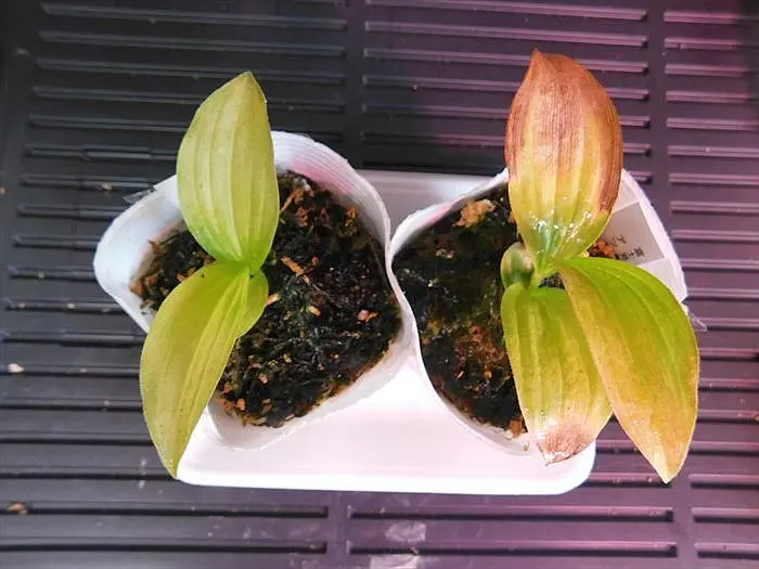 釜無アツモリソウ｜園芸日記byネカタ｜みんなの趣味の園芸｜1249529