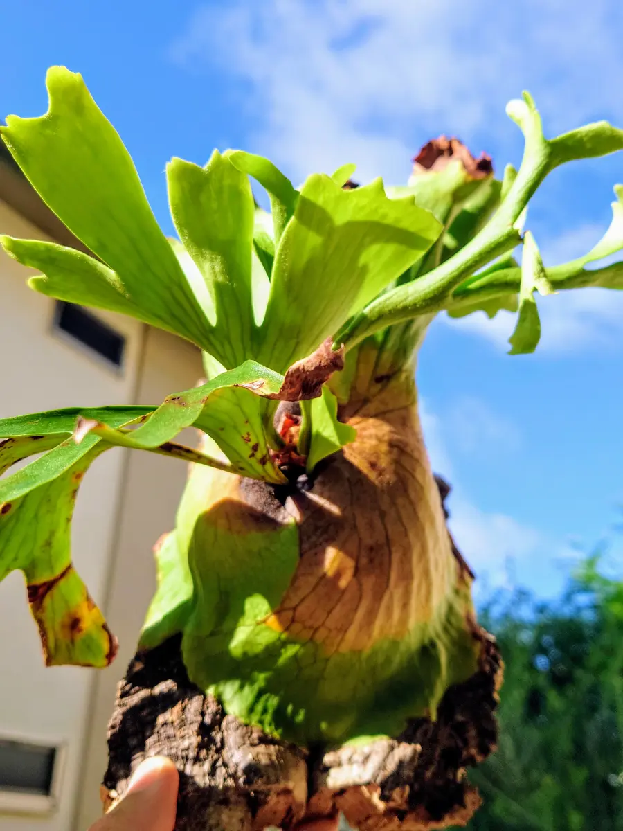 ビカクシダ・コロナリウム・ドワーフさんの謎。｜園芸日記