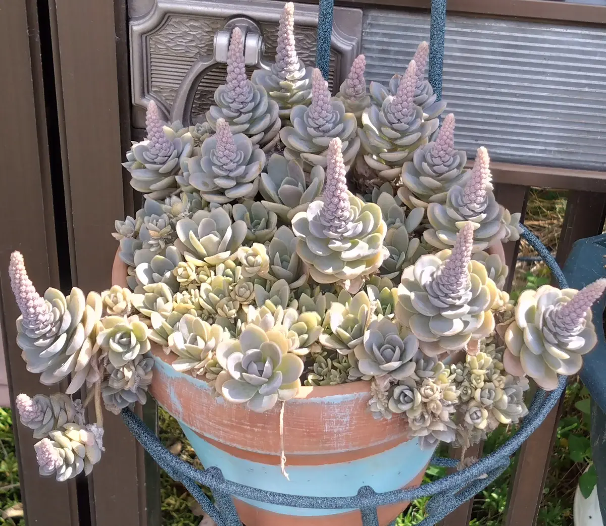 子持ち蓮華 増え続ける｜園芸日記by凪丸｜みんなの趣味の園芸｜1250037