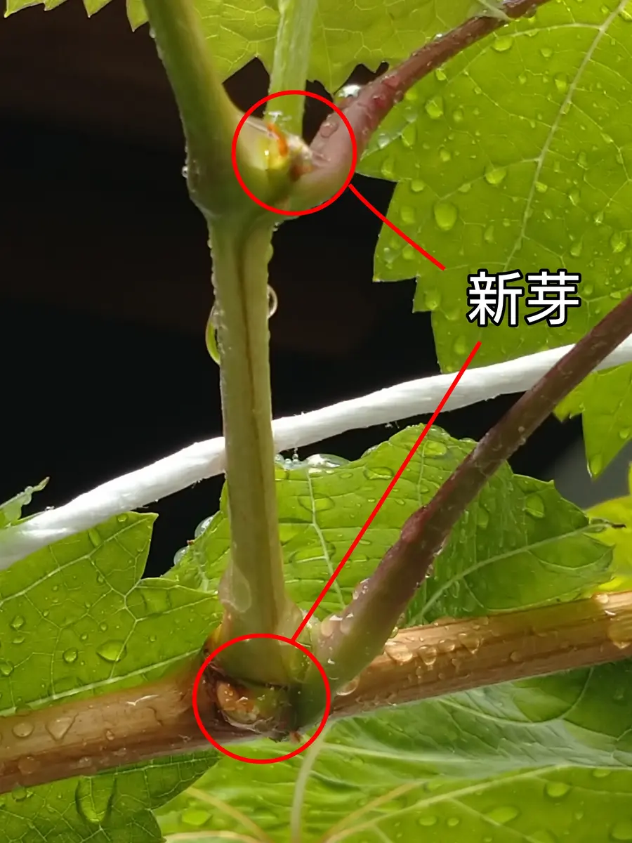 🍇ブドウ【登熟と新芽】｜園芸日記bymtaka｜みんなの趣味の園芸