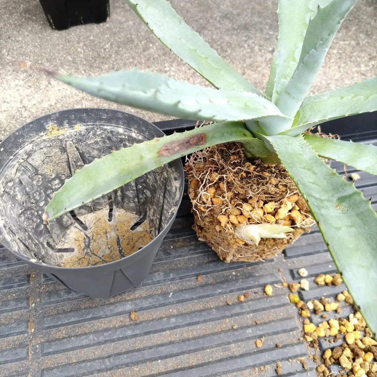 アガベプロトアメリカーナを植え替え｜園芸日記byたかベリー｜みんなの