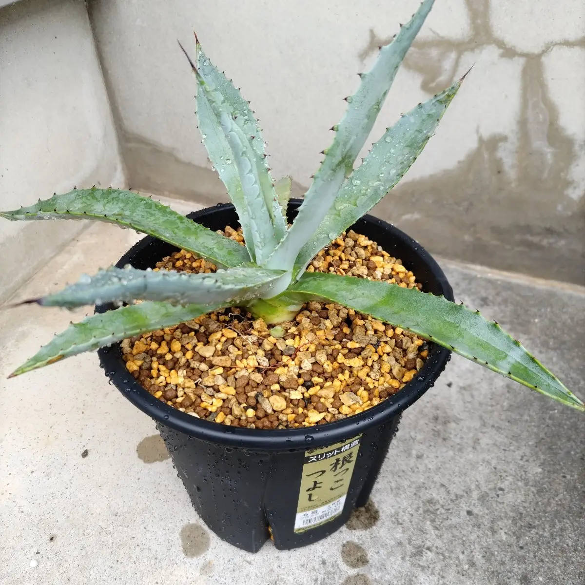 アガベ　プロトアメリカーナ　超特大　引取限定 Yahoo!オークション -「アガベ プロトアメリカーナ」の落札相場・落札価格