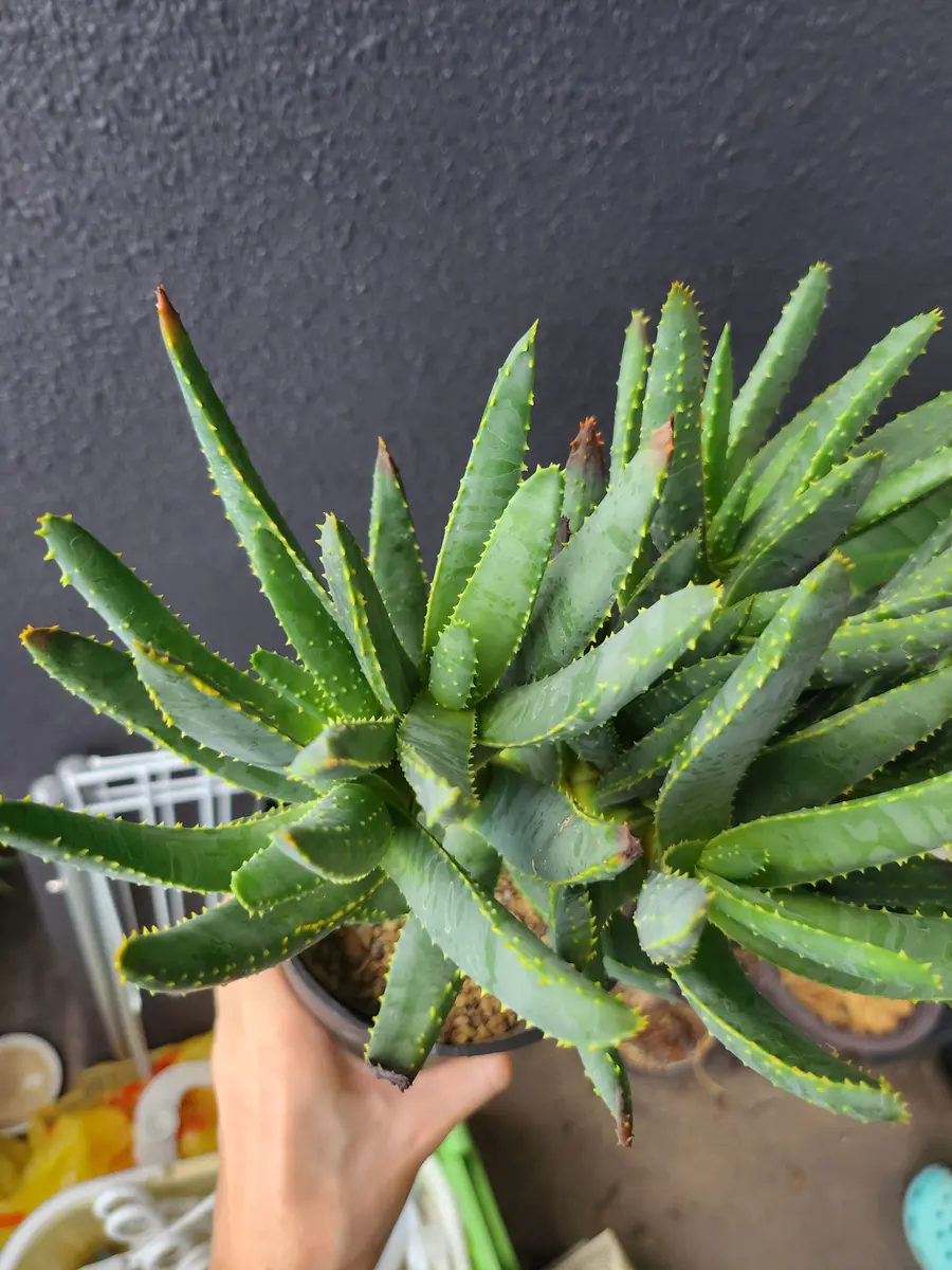 【現品】アロエ　ラモシシマ(ラモシッシマ　ラモッシシモ)　９号　ま7番 現品】アロエラモシシマ(ラモシッシマラモッシシモ)9号FS番