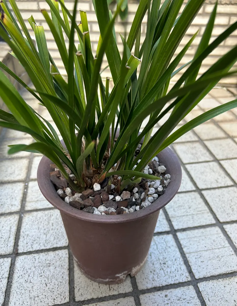 スルガラン 植替え｜園芸日記byスターリットスカイ｜みんなの