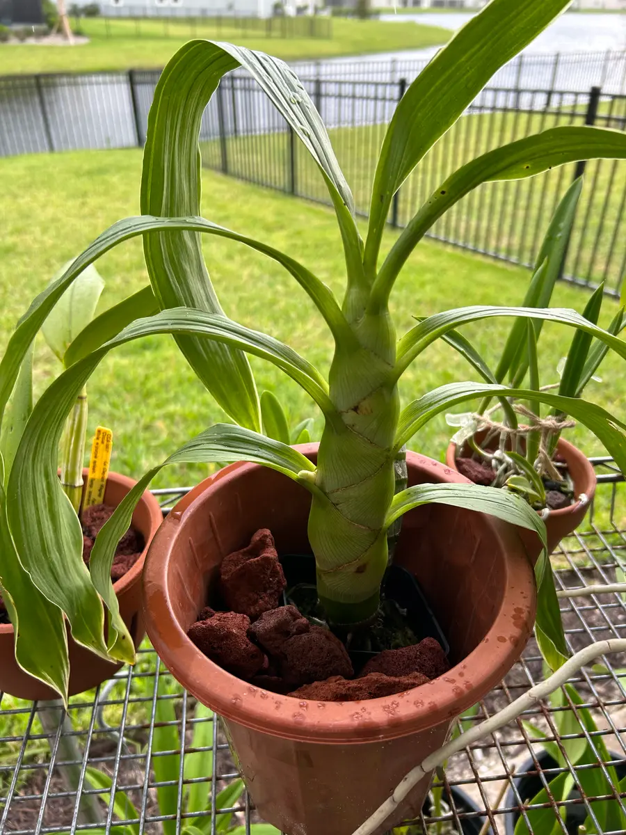 購入3種目(最期です):ワイン色のタケノコ蘭｜園芸日記bymo'mo