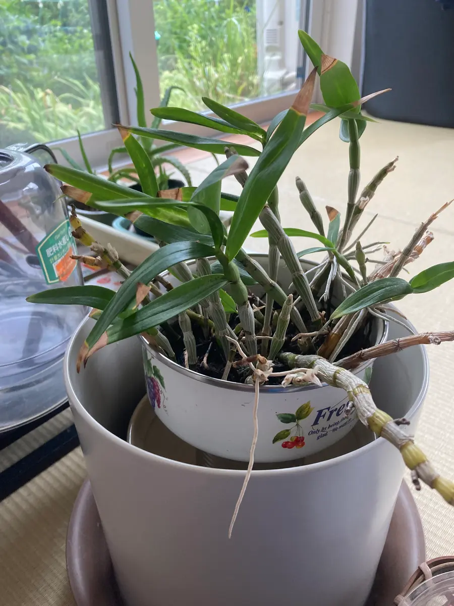 img_cache_d_1250851_1_17264396