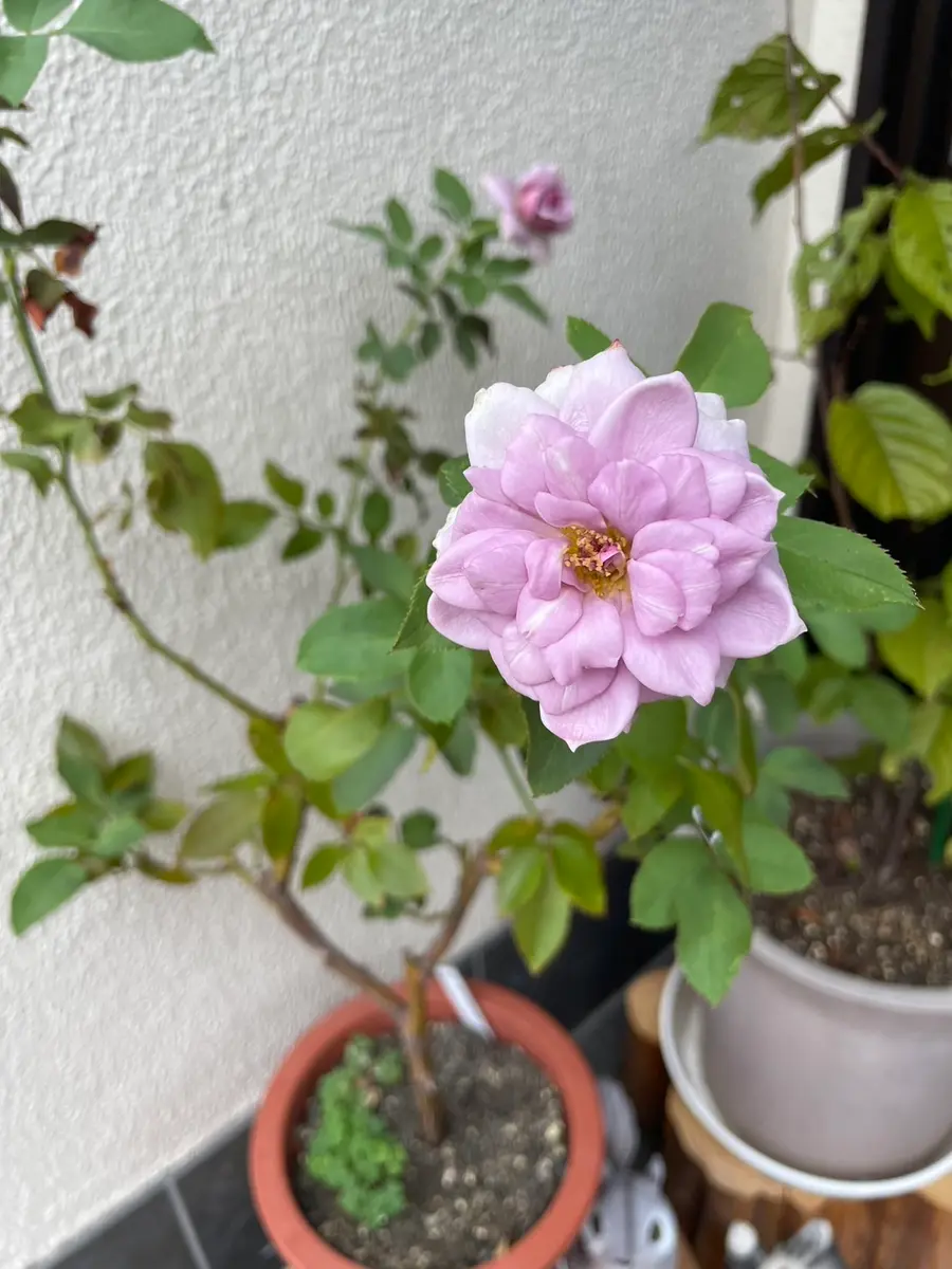 バラ🌹つぼみついたよ！！～娘、初めてのバラ🌹～｜園芸日記byメドラ