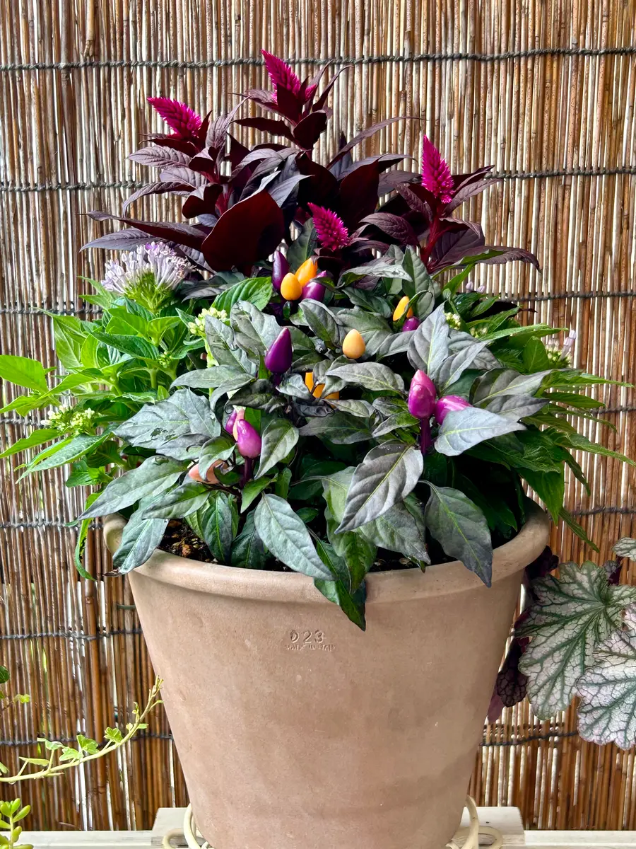 秋の寄せ植え｜おすすめの花、作り方と管理のコツ | LOVEGREEN