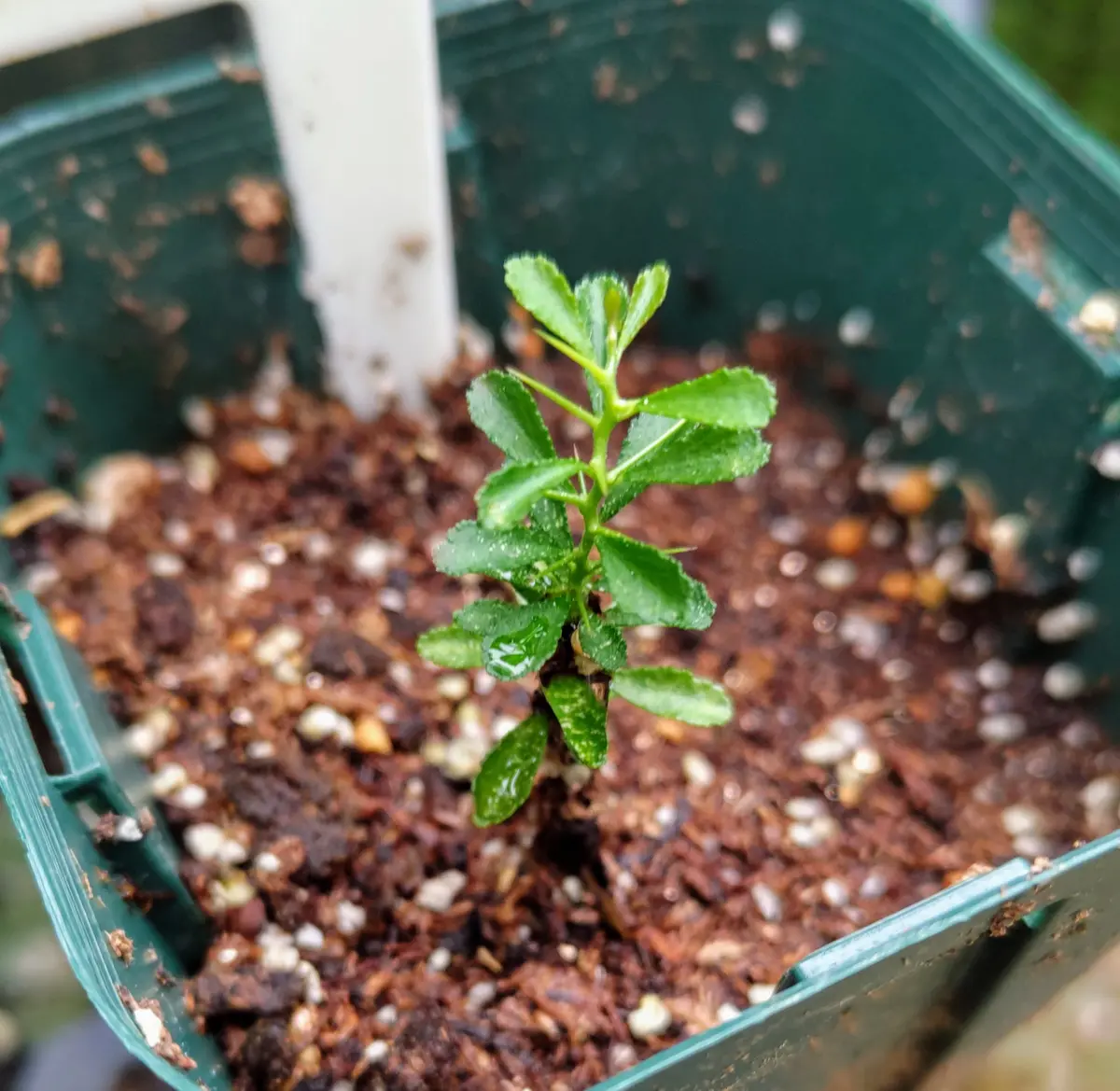 種から発芽のフィンガーライム🌱|園芸日記byanjun|みんなの 種から発芽のフィンガーライム🌱|園芸日記byanjun|みんなの