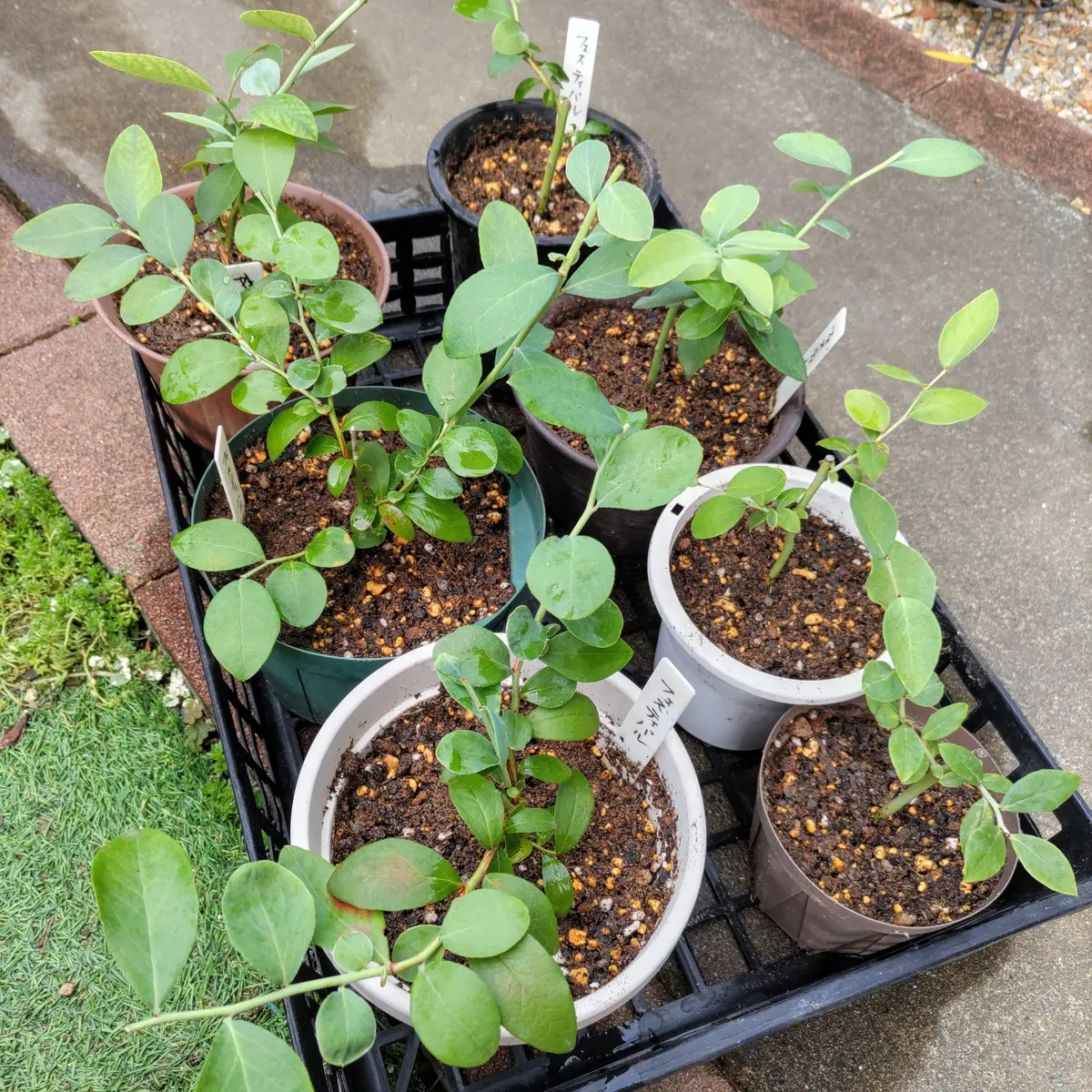 種から発芽のフィンガーライム🌱｜園芸日記byanjun｜みんなの趣味の