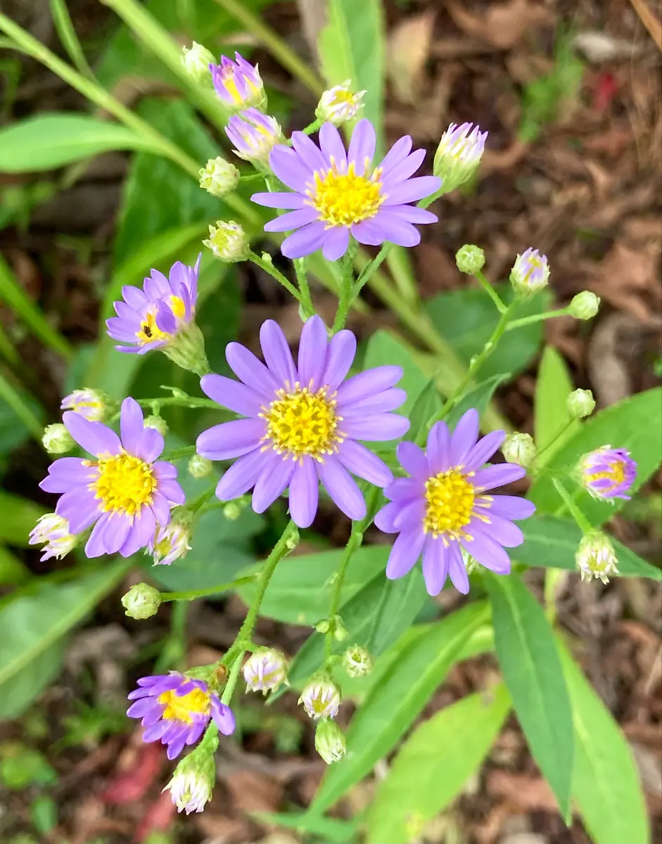 紫苑色は秋の色(*´꒳`*)｜園芸日記byスミヱ｜みんなの趣味の園芸｜1252685