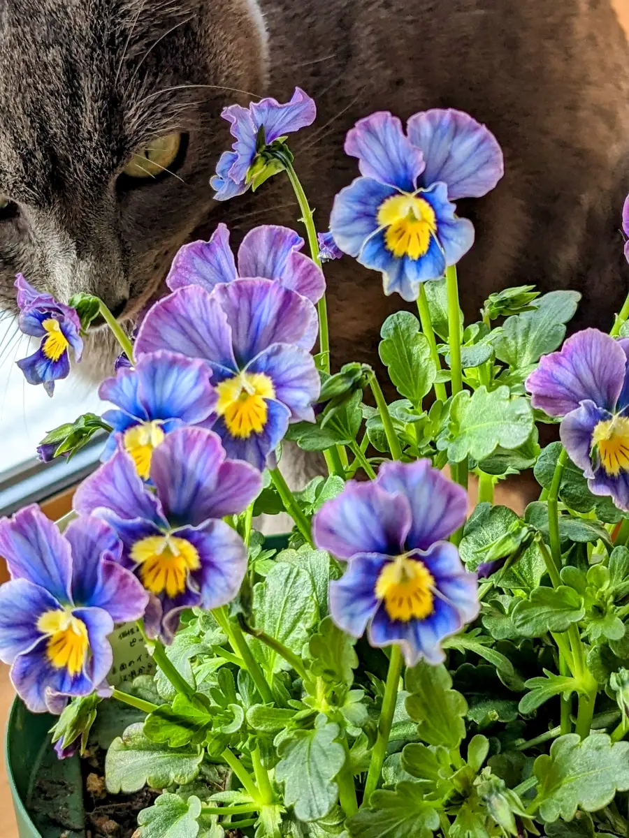 ラピスラズリ｜園芸日記byみぃぽん｜みんなの趣味の園芸｜1252689