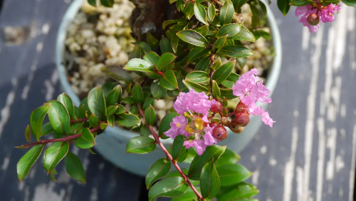 小品盆栽サルスベリチカソ 手乗り盆栽-矮性サルスベリ「チカソー」｜園芸日記byshinji70