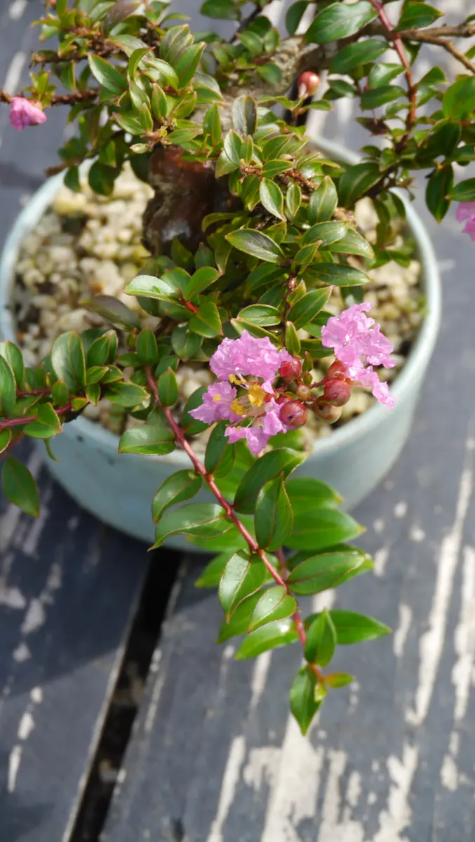 小品盆栽サルスベリチカソ 小品盆栽サルスベリチカソ