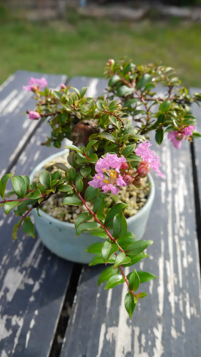 手乗り盆栽-矮性サルスベリ「チカソー」｜園芸日記byshinji70