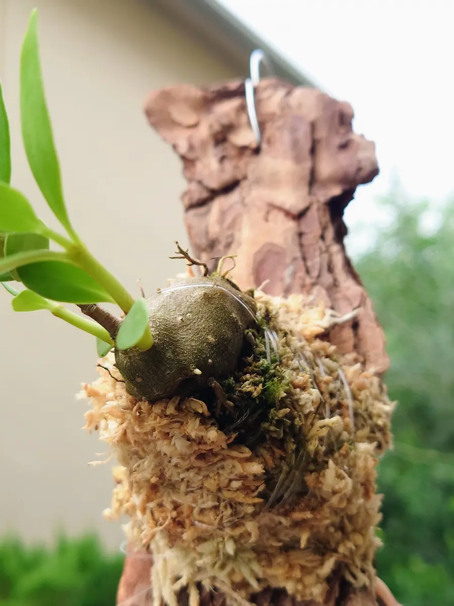 伊藤蟻植物　ヒドノフィツム　モセレヤナム 伊藤蟻植物 ヒドノフィツム モセレヤナム - メルカリ