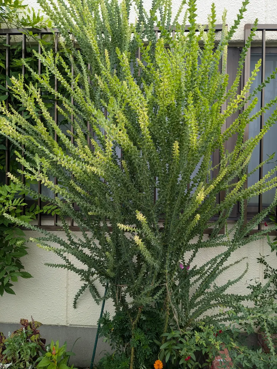 サンカクバアカシア｜園芸日記by初心者園芸家のニック｜みんなの趣味の
