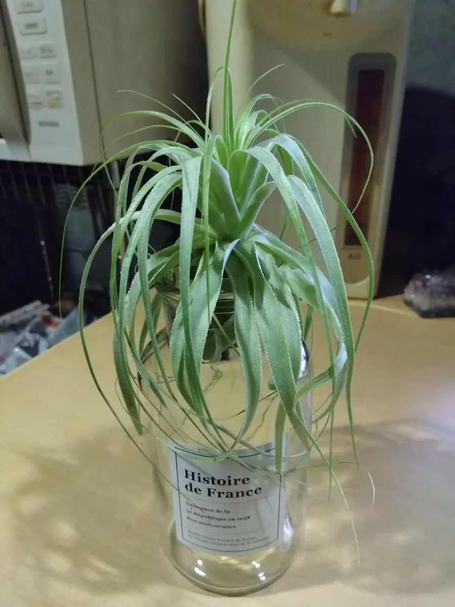 エアプランツ（チランジア） ガルドネリお譲りします！ 【インテリア・観葉植物】 楽天市場】おしゃれ 観葉植物 エアープランツ：チランジア ガルドネリ