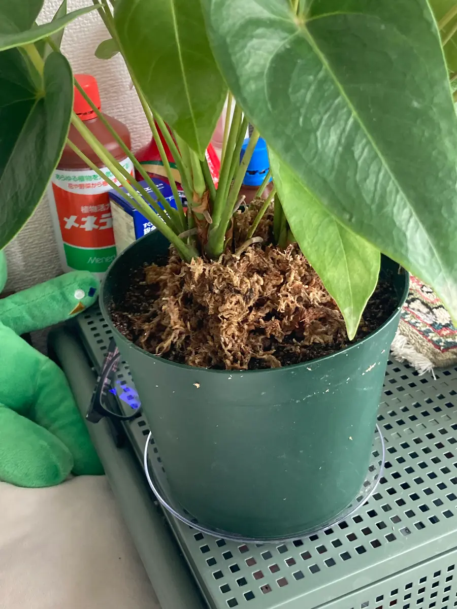 アンスリウム の 植え 替え