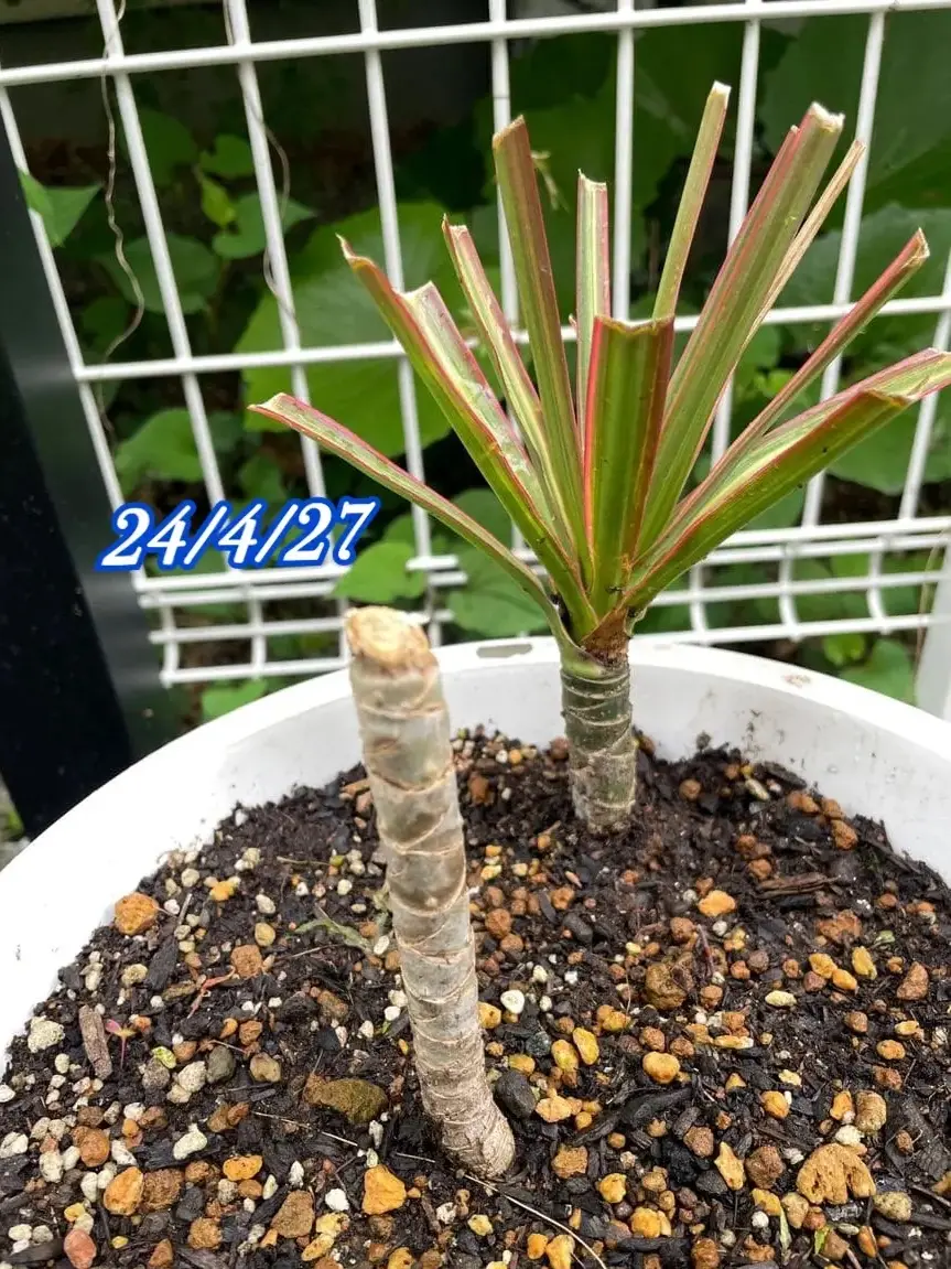 ドラセナ(2本立ち) ドラセナ1本が2本になった❣️｜園芸日記byあずきもち｜みんなの趣味の