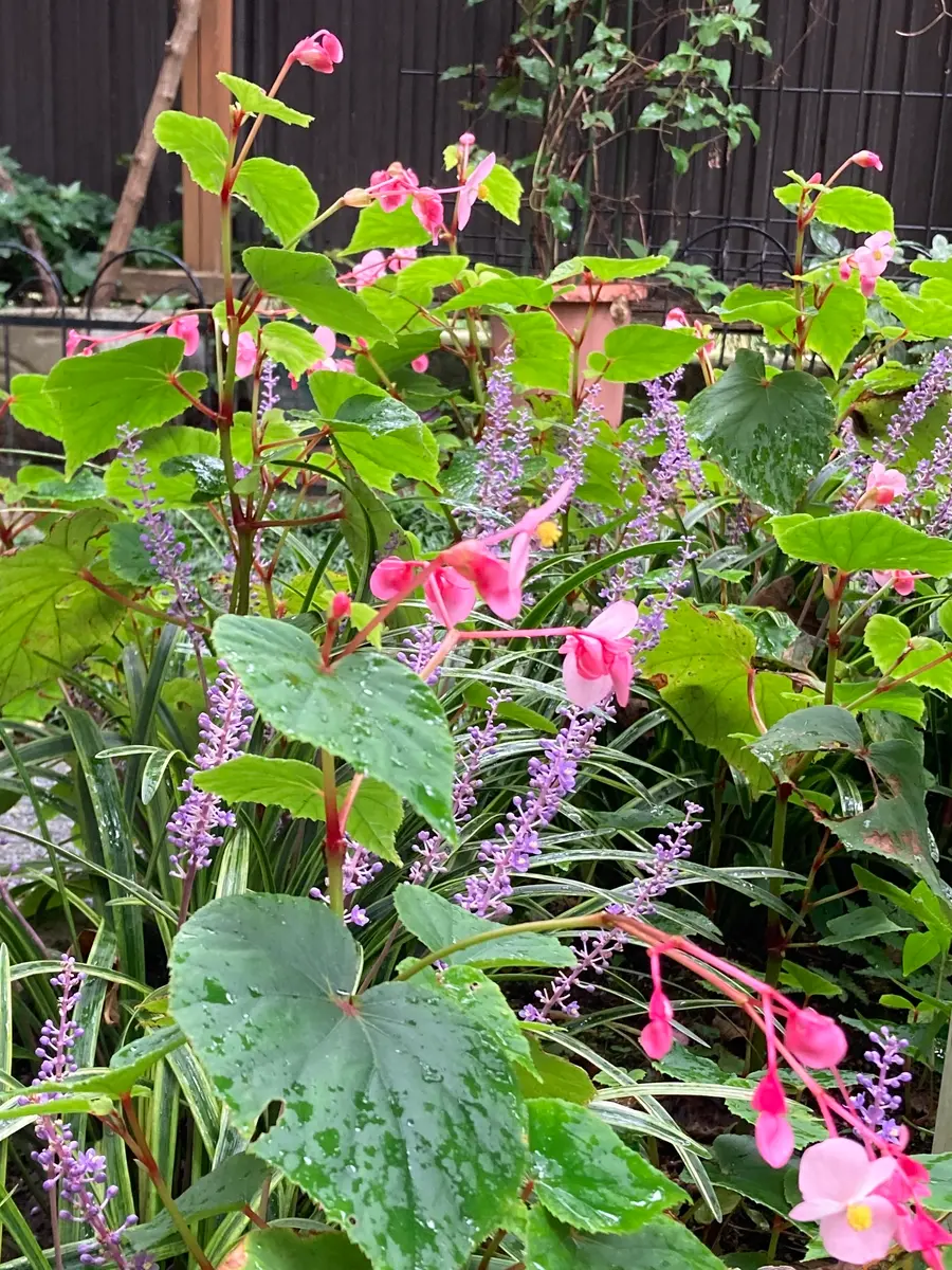 薔薇2種　秋海棠　3種まとめ 薔薇2種 秋海棠 3種まとめ