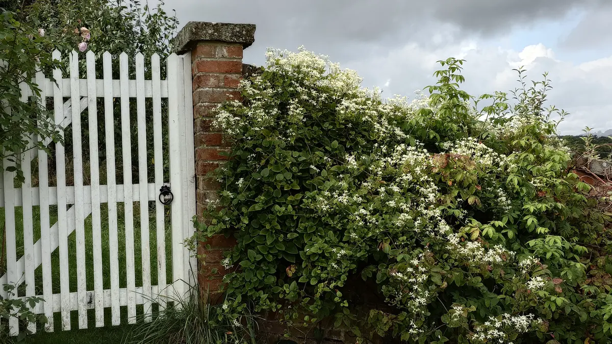 センニンソウ｜園芸日記byぷしす｜みんなの趣味の園芸｜1254165
