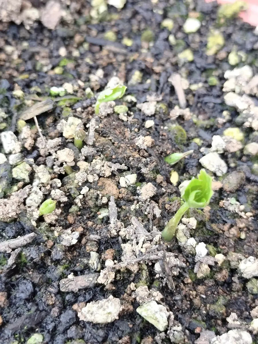 ラナンキュラスラックスの芽🌱｜園芸日記byチョコみかん｜みんなの趣味