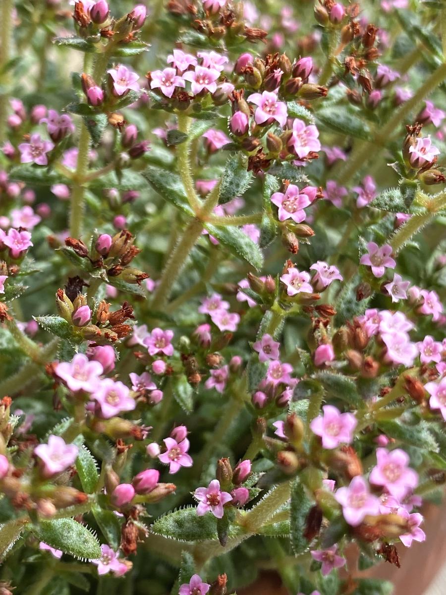 お花がいっぱい🌸クラッスラクーペリー｜園芸日記byrosewood｜みんなの