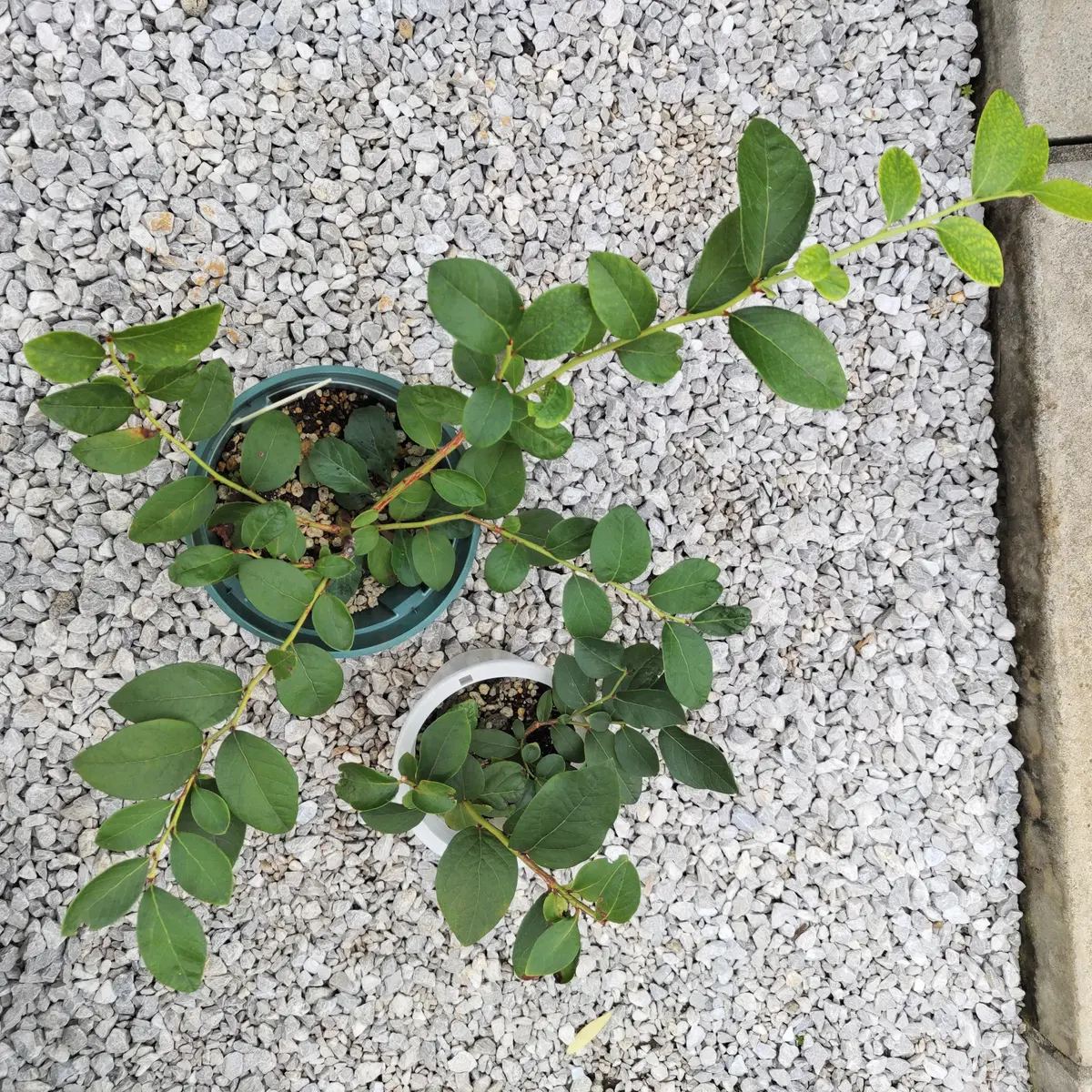 ブルーベリー2品種植え|園芸日記byanjun|みんなの趣味の園芸 ブルーベリー2品種植え|園芸日記byanjun|みんなの趣味の園芸