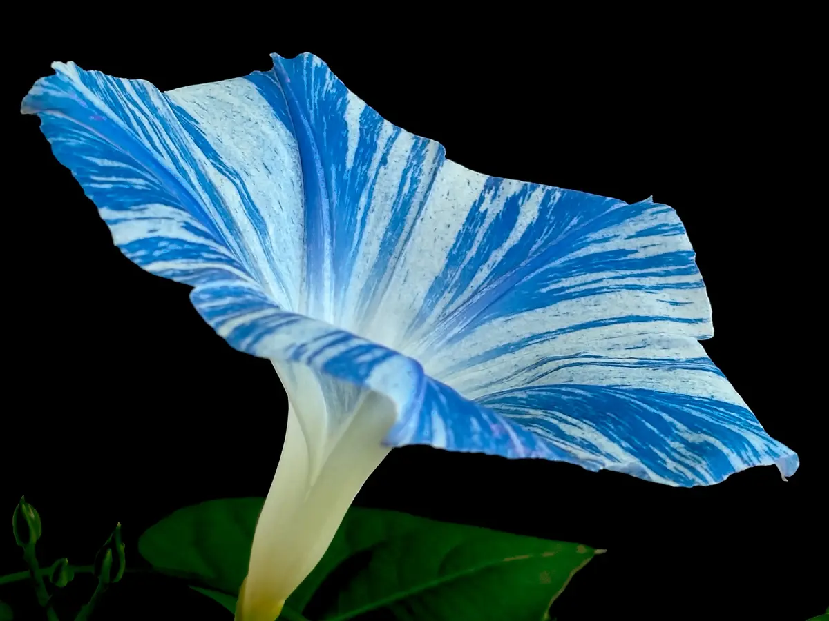 西洋アサガオ【フライングソーサー】｜園芸日記bymtaka｜みんなの趣味