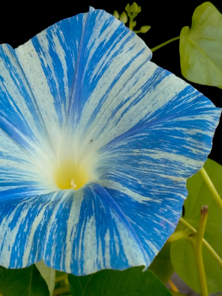 西洋アサガオ【フライングソーサー】｜園芸日記bymtaka｜みんなの趣味