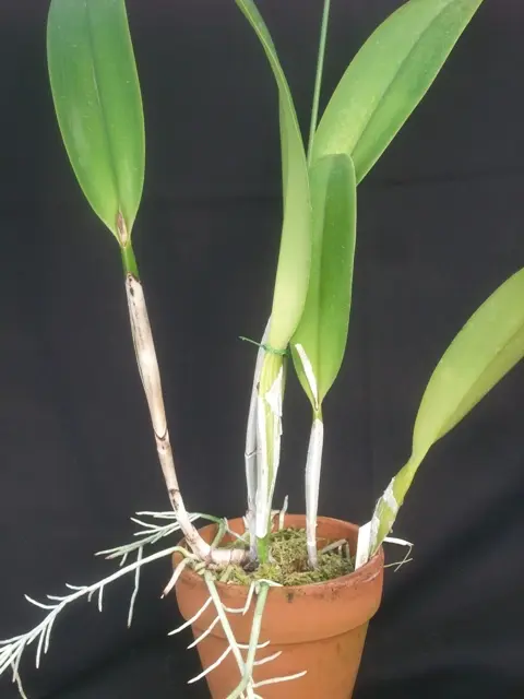 【新品、本物、当店在庫だから安心】 O-1354】ラン 蘭 好きなだけ（洋ランの鉢 植木鉢 鉢 洋蘭 洋ラン 鉢・プランター