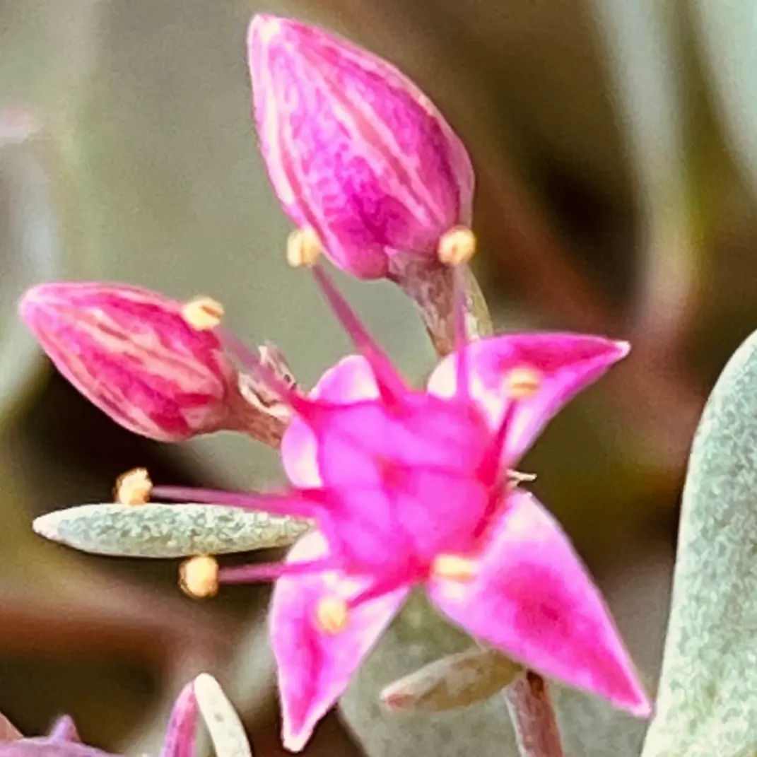 多肉植物 ミルキープリンス錦 その他多肉植物