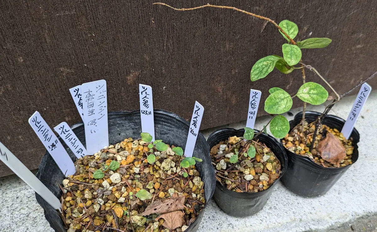 綾*鷹様 2025実生苗セットz 4センチポット 綾*鷹様 2025実生苗セットi 4センチポット 綾*鷹様