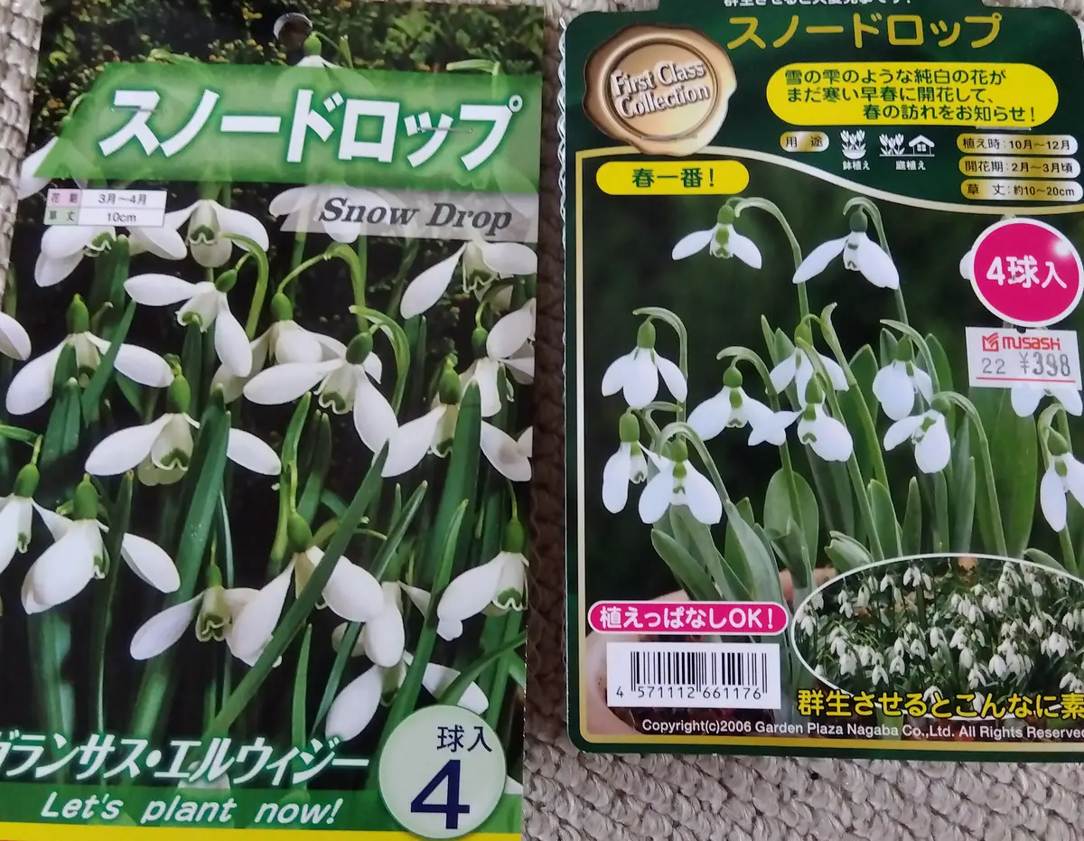 今年のスノードロップは期待できるかも？｜園芸日記byしましま実花