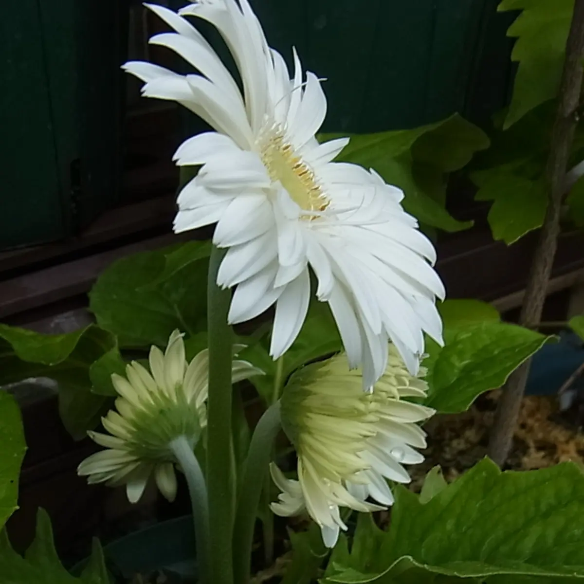 ஐガーベラஐページ！ ガーベラの日記一覧|blanca7977さんの園芸日記-みんなの趣味の園芸