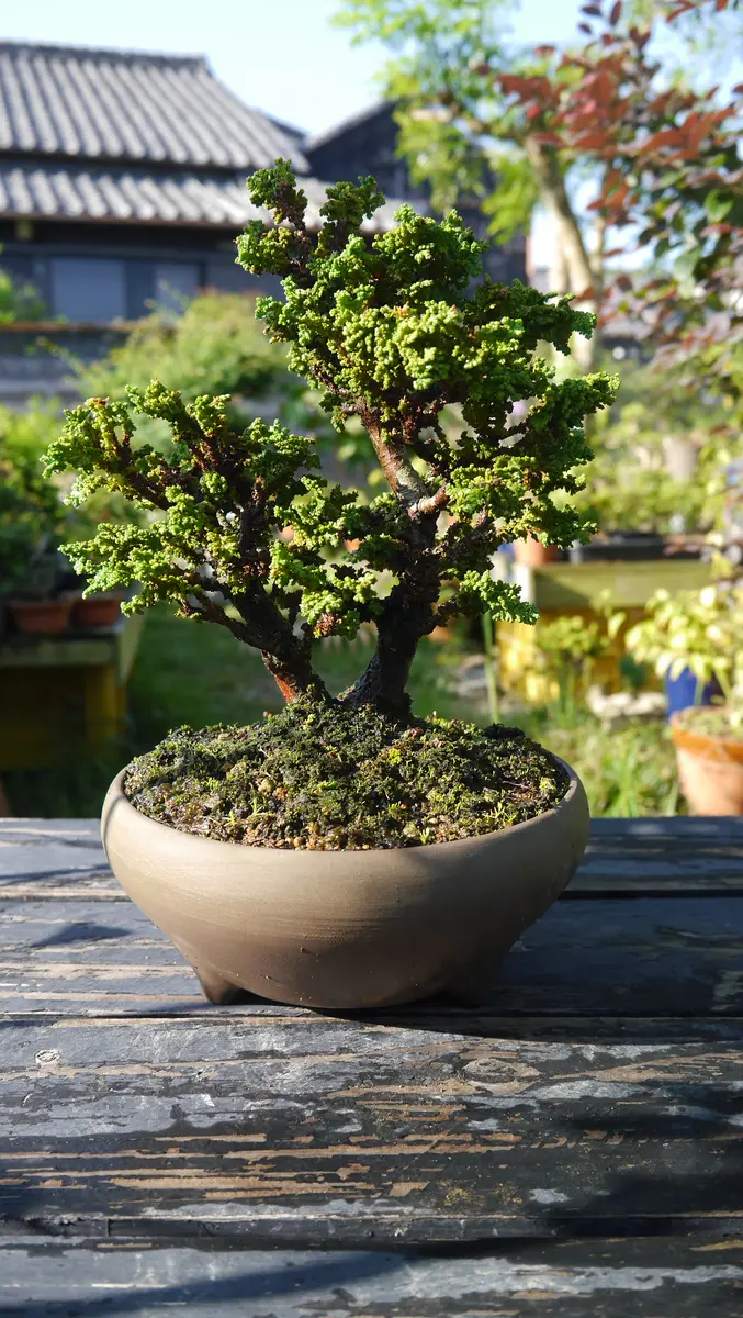 送料無料 寒グミ 樹高28センチ