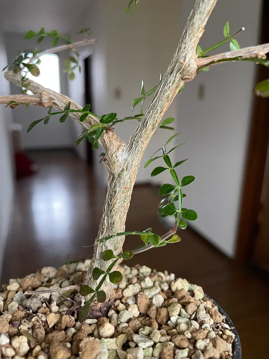 オペルクリカリア2種 コミフォラカタフ 剪定枝セット □新鮮□オペル