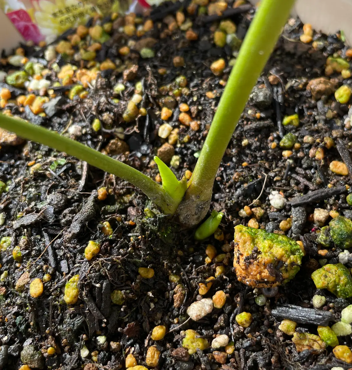 クリスマスローズに待望の新芽！｜園芸日記byゆゆゆ345｜みんなの趣味