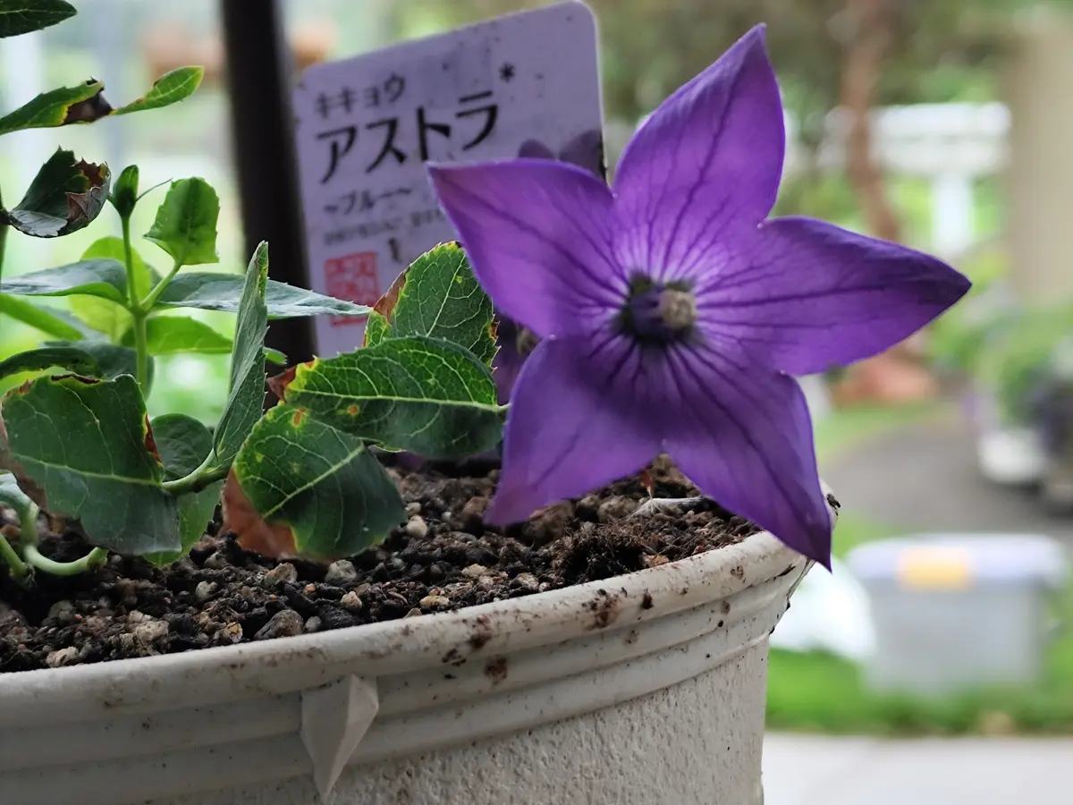 桔梗ページ 14点 売れ残り￥50の桔梗｜園芸日記by美恵子ちゃん｜みんなの趣味の園芸
