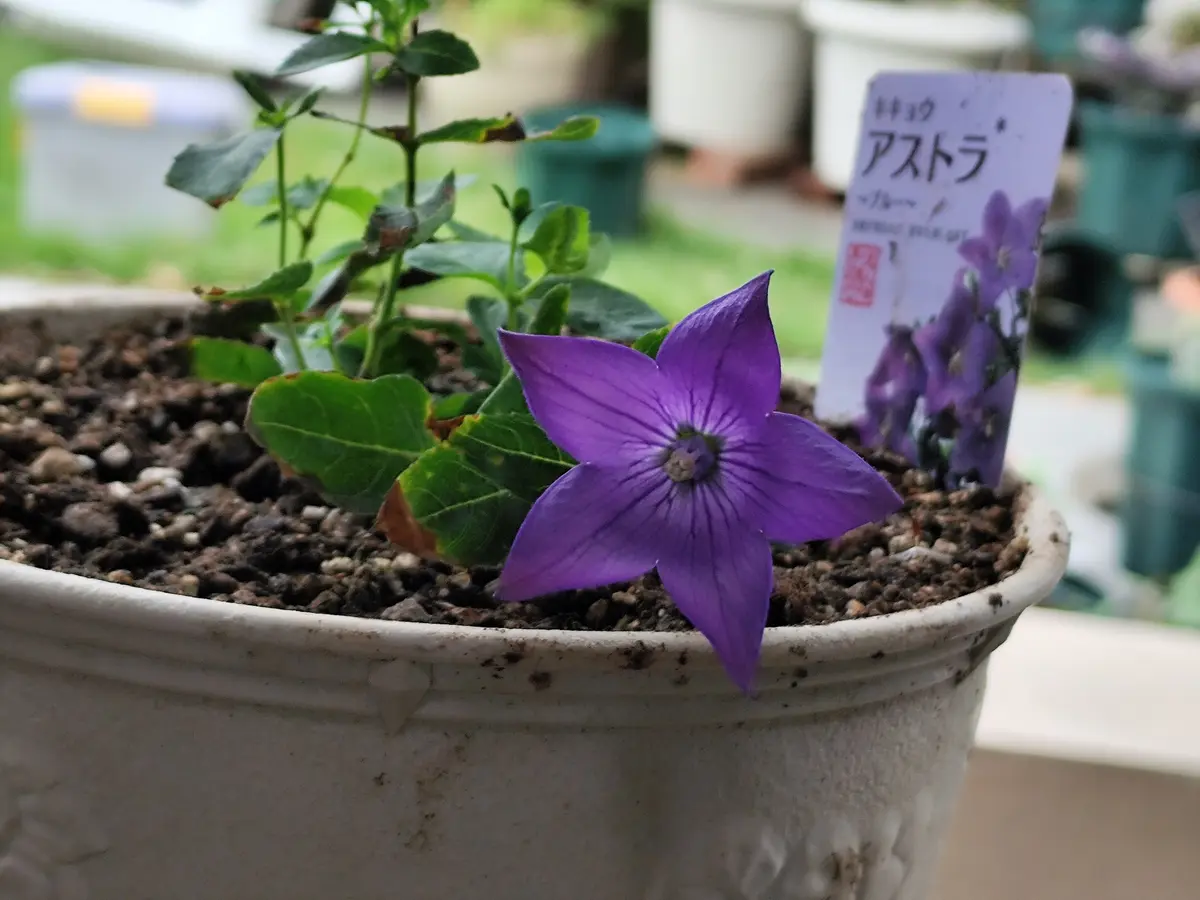 売れ残り￥50の桔梗｜園芸日記by美恵子ちゃん｜みんなの趣味の園芸