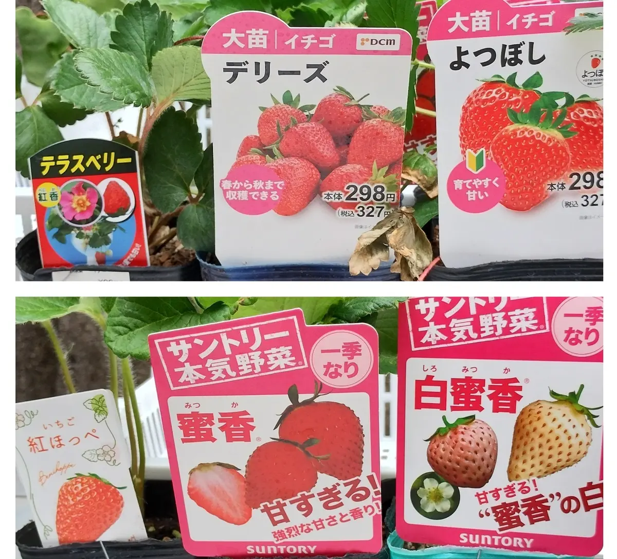 S-17 押し花 いちご・いちごの葉 | 押し花もみじの里