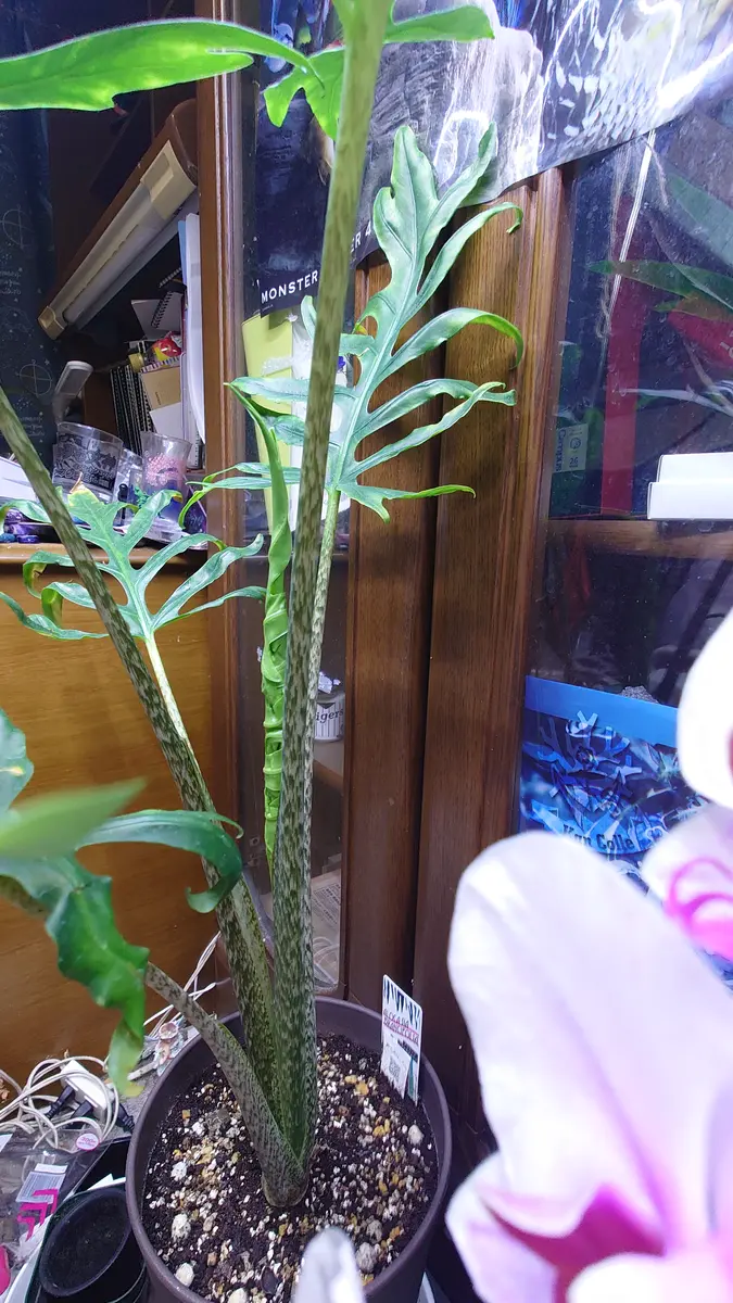 ルエリア ブリトニアーナ 1ポット 安っぽく 準備中 