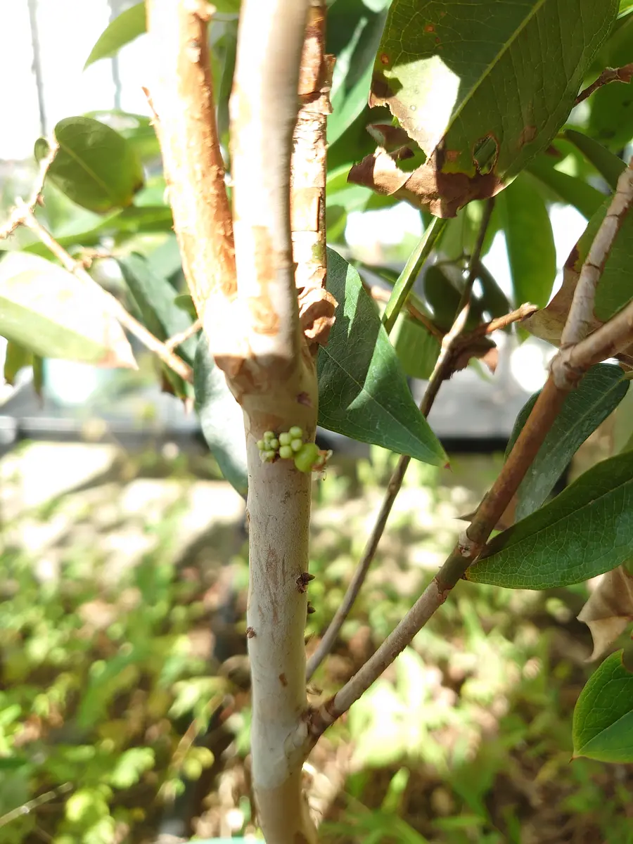 ジャボチカバ　Ａ　10年 ジャボチカバ A 10年 ジャボチカバ A 10年 ジャボチカバ苗 - ちた