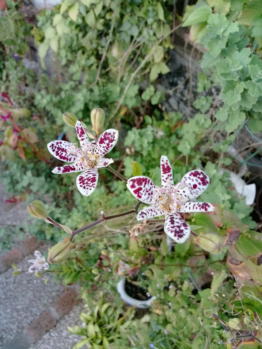 シュウメイギク　ホトトギス　ご確認用 ホトトギス・シュウメイギク｜園芸日記byひきちゃん｜みんなの趣味の